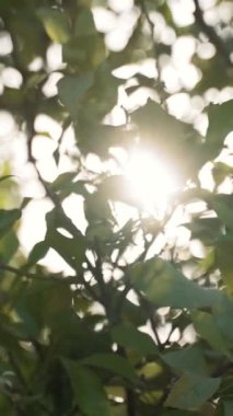 Parlak güneş ışığı, ağaç dallarında büyüyen yemyeşil yaprakları delip geçer. Güneşli yaz gününde bahçedeki güzel doğa dikey çekim.