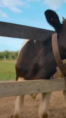 İnek kafasını sallıyor ve çitin arkasında dikey çekim yaparken gürültülü sineği kovalamaya çalışıyor..