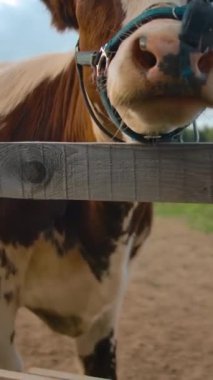 Tarım çiftliğinde güneşli bir günde ahşap bariyerin yanında ağır çekimde yürüyen mavi ağızlıklı inek dikey çekim yapıyor..