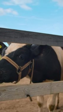 Evcil inekler ağır çekimde ahşap bariyerle kafalarını kaşıyorlar güneşli bir günde çiftlikte dikey çekim yaparken..
