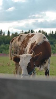 İnek, çiftlikte güneşli bir günde ağır çekimde otlayan ineğin önünde yürür..