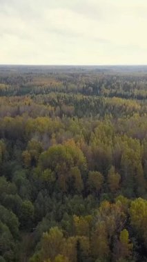 Sonbahar ormanı hava manzarası, büyük şehirlerin dışındaki Rus doğası. Dolly çekimde. Çoğunlukla bulutlu. 4k Ultra HD İHA. Dikey çekim.