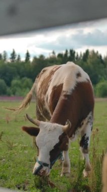 Çiftlik sahasında dikey çekimde otlarken inekler yavaş çekimde taze yeşil çimenleri çiğniyor..