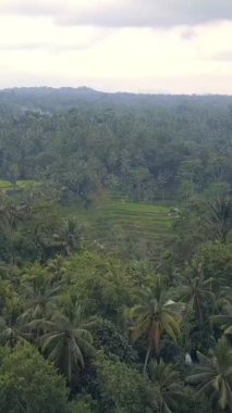 Terasların üstündeki hava manzaralı pirinç tarlası. Endonezya tarım endüstrisindeki teras pirinç tarlalarının insansız hava aracı manzarası dikey çekim.