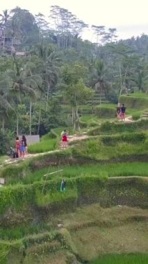 Bali 'nin üzerinde pirinç tarlaları ve terasları olan hava manzarası. İnsanlar Endonezya tarım endüstrisinde çalışıyor. 4K Ultra HD dikey çekim.