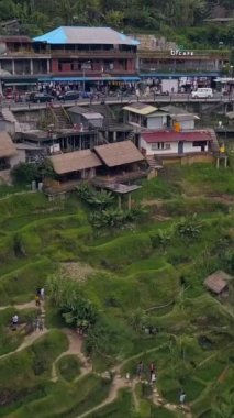 Bali 'nin üzerinde, teraslı pirinç tarlalı hava aracı manzarası. Endonezya 'daki teras pirinç tarlalarının yüksek kalitede ücretsiz video manzarası 4k UHD dikey.