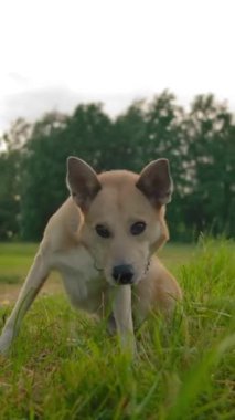 Melez köpek tasmaları faiziyle parkta namlularını kaldırıyor. Evcil bir hayvan, sadık bir dost efendisine bakar. Köpeğin parkta ağır çekim planı. Köpek, insanın en iyi dostudur. Dikey