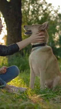 Hanımefendiyle köpeği arasındaki hassas ilişki. Bir kızın çift kulaklı köpeğinin kafasını okşayarak bakışının ortası. Günbatımı güneşi kameranın lenslerinde parlıyor.