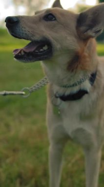 Parkta tasmalı kırma bir köpeğin portresi. Köpek kuyruğunu sallıyor ve gülümsüyor. Akşam vakti, sadık köpek sahibine bakıyor. Ağır çekim. Dikey çekim.
