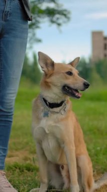 Tasmasız köpek tanınmayan dişi bacakların yanında yürümeye başlar. Şehir parkında bir yaz akşamı. Sadık bir köpekçik, kız sahibinin yanında. Yavaş çekim dikey çekim.