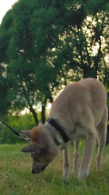 Tasmalı köpek çimlerin üzerinde yürüyor ve bir şeyler kokluyor. Büyük yeşil bir ağacın yakınındaki bir yaz parkında yürüyüşe çıkmış bir köpek. Dikey çekim.