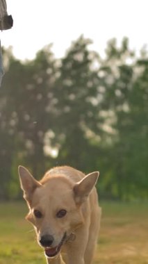 Parkta, parkta bir kadının yanında tasmasız, itaatkar bir köpek yürüyor. Köpekleri ve metreslerini gezdiriyordu. Yüzler yok, sadece kot pantolon ve köpek bacakları var. Günbatımı turuncu parlaklığı