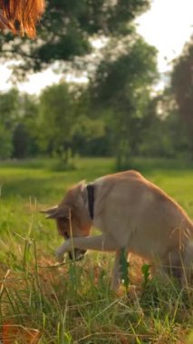 Parkta bir köpek metresi için bir numara yapıyor. Köpekçik patisini sallıyor. Yüz olmadan, arka planda ağaçlarım ve yeşil bir çayırım var. Ağır çekim. Dikey çekim.