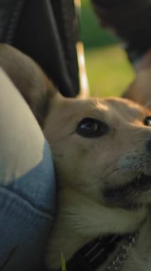 Genç bir kızın eliyle okşanmış bir köpek ağızlığının portresi. Kız, köpeğinin kafasını nazikçe okşuyor. Akşam parkında gün batımında yürürken sevgili hayvanınla dinleniyorsun.