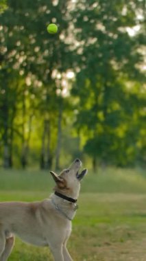 Parkta yürüyüş yapan güzel bir kız tenis topunu köpeğine atar. Bir köpek yavrusu güçlü ağzıyla yeşil bir tenis topu yakalar. Melez köpek, insanın en iyi dostu konseptidir. Dikey çekim.
