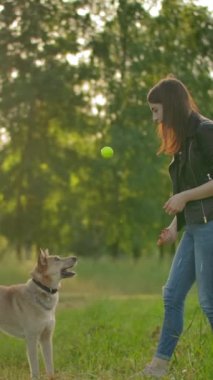 Parkta yürüyüş yapan güzel bir kızın statik çekimi tenis topunu köpeğine fırlatıyor. Yavru bir köpek, güçlü ağzıyla yeşil bir tenis topu yakalar. Melez köpek insanların en iyi arkadaş konseptidir. Dikey