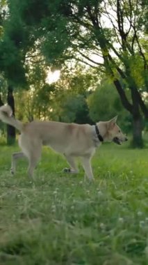 Parkta yürüyüş yapan güzel bir kadın tenis topunu köpeğine atıyor. Bir köpek yavrusu güçlü ağzıyla yeşil bir tenis topu yakalar. Melez köpek insanların en iyi arkadaş konseptidir. Geniş dengeli çekim