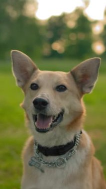 Parktaki tasmada kırmızı bir kırma köpeğin portresi. Köpek ağzı açık bir şekilde sessizce oturuyor. Yavru köpek kameraya gülümsüyor gibi görünüyor. Sadık iyi arkadaş evcil hayvan konsepti. Dikey çekim.