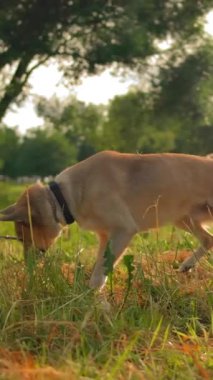 Kızıl saçlı köpek metresinin yanına koşar ve hileyi arka ayakları üzerinde yapar. Kız sadık köpeğiyle parkta vakit geçirir. Gün batımı turuncu ışık zamanı. Bacaklar ve köpek. Dikey