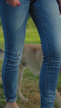Tasmasız bir köpek, tanınmayan metresinin yanında yürüyor. Düşük açılı sabit çekim. Yeşil Park 'ta yaz akşamı. Sadık bir evcil hayvan, kız sahibinin yanında. Dikey çekim.