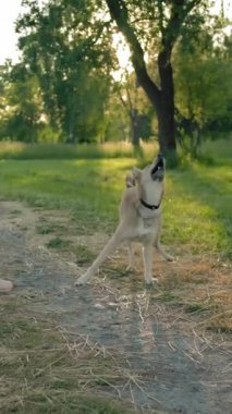 Kotlu ve deri ceketli bir kadın köpeğine oyuncak bir top atıyor ve köpek yavrusu güçlü ağzıyla yeşil bir tenis topu yakalıyor. Melez köpek insanların en iyi arkadaş konseptidir. Yavaş çekim Dikey