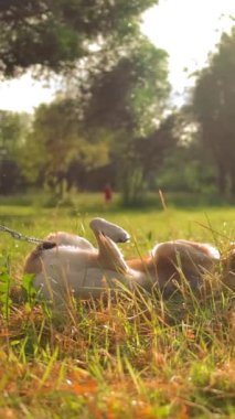 Bir Melez köpek yerde yatıyor ve yeşil çimlerle sırtını kaşıyor. Parkta gün batımı zamanı. Bir kadın tasmalı bir köpekle yürüyüşe geldi. Hayvanın temiz havadaki neşesi. Dikey