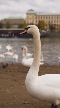 Prag 'daki Vltava nehrinin kıyısında kuğular dikey çekim yapıyor..