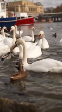 Prag 'daki Vltava nehrinin kıyısında kuğular dikey çekim yapıyor..