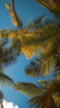 Palmiye ağaçları şubelerinde tropik sahil, vintage tonda ve stilize film. Vintage Hindistan cevizi palmiye ağacı üzerinde plaj mavi gökyüzü yaz aylarında güneş ışığı ile. Tropikal, Caribbean, Tayland, Meksika, Dominik Cumhuriyeti