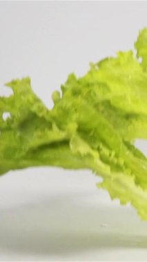 Yan çanak beyaz yüzeye düşüyor ve sıçrıyor beyaz-gri izole arkaplan Fantom Flex 'e yavaş çekimde hızla çekiliyor. Zıplayan taze yeşil yemek. Dikey Çekim.