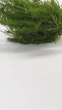 Bir avuç taze lezzetli ıslak dereotu ile sprey ve splash beyaz yüzey üzerinde düşme. Lezzetli baharat görünüyor. Adam el ve parmak çerçeve içinde. Beyaz arka plan süper ağır çekim kamera çekim kapatın