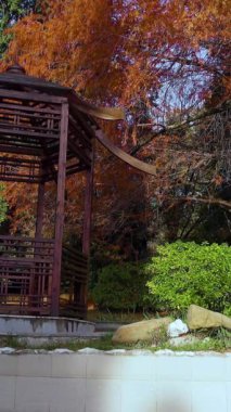 4k ultra hd. Geleneksel Japon verandası taşların üzerinde yeşil ve turuncu sonbahar güzel ağaçlar ve çim banyosu. Güneşli. Dikey Çekim.
