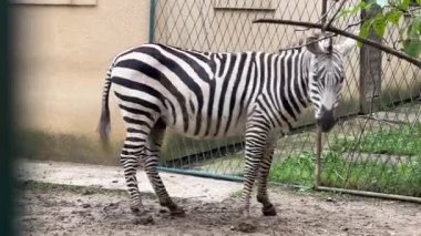 Bir zebra hayvanat bahçesinde kendi habitatında dolaşır. Ziyaretçiler, hayvanın çevreyle etkileşim halindeki eşsiz siyah beyaz çizgilerini izlemekten hoşlanırlar. Merakla dolu canlı bir öğleden sonra.