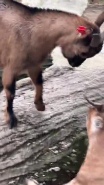 Keçiler hayvanat bahçesindeki kayalık habitatlarını keşfederek tırmanıyor ve birbirleriyle etkileşime geçiyorlar. Çevrenin tadını çıkarırken onların şakacı soytarılıklarına tanık olun..