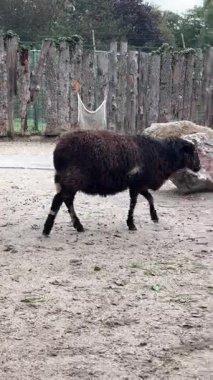 Bir koyun, tüylü kürkünü ve tuhaf doğasını sergileyerek hayvanat bahçesinde dolaşır. Ziyaretçiler, hayvanın çevresiyle etkileşimini gözlemleyebilirler..