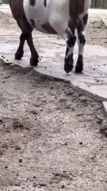 Ziyaretçiler hayvanat bahçesinin belirlenmiş bir bölgesinde gezinen dost keçilerle gözlem ve etkileşim halindeler. Keçiler, canlı mizaçlarını ve meraklarını sergileyerek misafirlerle meşgul olurlar..