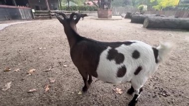 Çeşitli hayvanların kendi çevrelerinde özgürce dolaştığı hoş bir hayvanat bahçesini keşfedin. Eşsiz işaretleri olan neşeli bir keçiye tanık olun. Huzurlu bir ortamda çevresiyle meşgul oluyor..