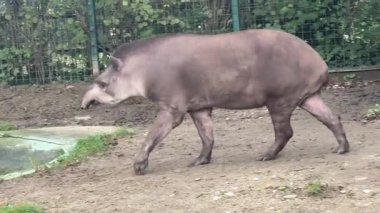 Bir tapir hayvanat bahçesinin etrafını sarar ve çevresini keşfeder. Hayvan zarifçe hareket eder, belirgin özelliklerini ve davranışlarını doğal bir ortamda sergiler..