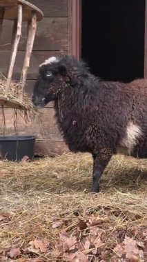 Hayvanat bahçesindeki ahşap bir ahırın yakınında otlayan eşsiz bir kara koyun keşfeder. Hayvan merakla etrafını keşfederken huzur ortamının tadını çıkarın..
