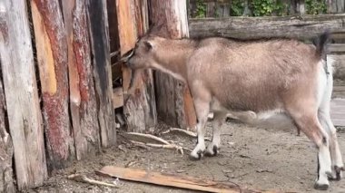 Meraklı bir keçi hayvanat bahçesinde dolaşır, çevreyi araştırır ve öğleden sonra çevreyle etkileşim içinde olur. İzleyiciler bu neşeli hayvanın doğal davranışlarından zevk alabilirler..