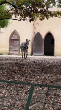 Meraklı bir zebra, ağaçlar ve kırsal binalarla çevriliyken zarif bir şekilde hareket ederek yerel bir hayvanat bahçesinde habitatını keşfeder. Ziyaretçiler bu neşeli hayvanı görebilirler..