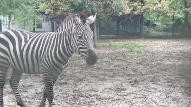 Sevimli bir zebrayı doğal ortamında gözlemlemek için yerel hayvanat bahçesini ziyaret edin. Zebraların belirgin siyah beyaz çizgileri yemyeşil ortamda büyüleyici bir manzara yaratır..