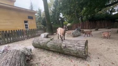 Birkaç keçi çevrelerinde dolaşır, birbirleriyle oynar ve etkileşim kurarlar. Diğerleri yakınlarda otlarken bir keçi kütüğün üzerinde duruyor. Atmosfer canlı ve çekici..