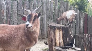 Canlı bir hayvanat bahçesini ziyaret edin. Çeşitli hayvan çeşitleri sergileyin. Keçiler birbirleriyle etkileşime geçip doğal bir yaşam alanını keşfederken güvenli bir ortamda neşeli davranışlarını vurguluyorlar..