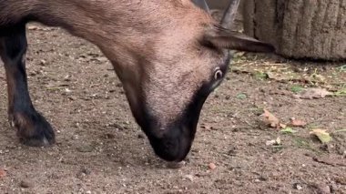 Meraklı bir keçi güneşli bir öğleden sonra yakınlardaki bir hayvanat bahçesinin zeminini araştırır. Yiyecek ya da ilginç nesneler ararken kiri koklayıp dürtüklemesini izleyin.