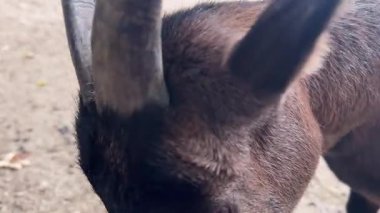 Neşeli bir keçi, eşsiz boynuzlarını ve meraklı doğasını sergileyerek hayvanat bahçesindeki çevresiyle etkileşime girer. Hava güneşli havanın tadını çıkaran ziyaretçilerle dolu..