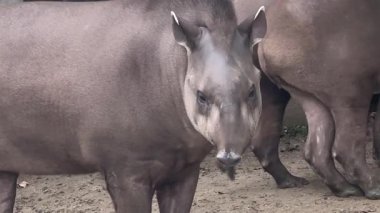 Canlı bir hayvanat bahçesinde, eşsiz hayvanlar doğal ortamlarını keşfederken etkileşim halindedirler. Ziyaretçiler, yaratıkların hareket edişini izliyor, neşeli davranışlarını ve sosyal dinamiklerini sergiliyorlar..