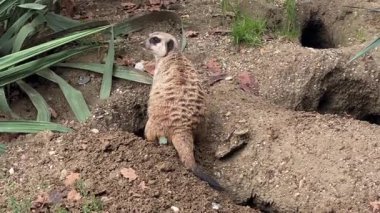 Bir mirketin hayvanat bahçesindeki yuvasını araştırmasını izleyin. Bu meraklı hayvan verimli yeşilliklerle çevriliyken kumlu araziyi tarıyor, oyuncu ve meraklı doğasını gözler önüne seriyor..