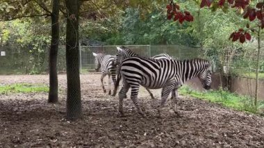 Neşeli zebralar, huzurlu bir hayvanat bahçesinde doğal ortamlarını keşfederken izleyin. Bu güzel manzarada ağaçlar ve yemyeşil yeşil, sakin bir atmosfer yaratıyor..