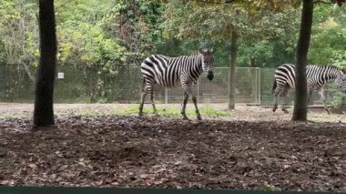 Zebraların canlı davranışlarını hayvanat bahçesinde doğal bir ortamda keşfedin. Ağaçların altındaki sonbahar yaprakları arasında otlamalarını ve çevreleriyle etkileşimlerini izleyin..